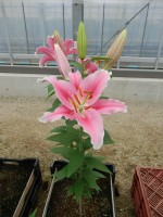 [4424 PO23 Bolzano No01.JPG]